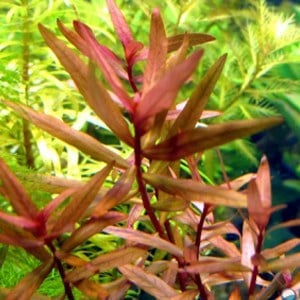 jual bibit unggul tanaman ammania senegalensis 4 pcs jual bibit unggul tanaman ammania senegalensis 4 pcs