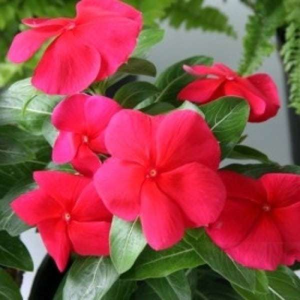 jual bibit unggul tanaman tapak dara merah import bibit jual bibit unggul tanaman tapak dara merah import bibit