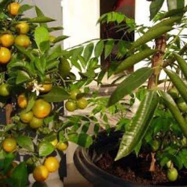 jual bibit unggul tanaman jeruk lemon cui bibit jual bibit unggul tanaman jeruk lemon cui bibit