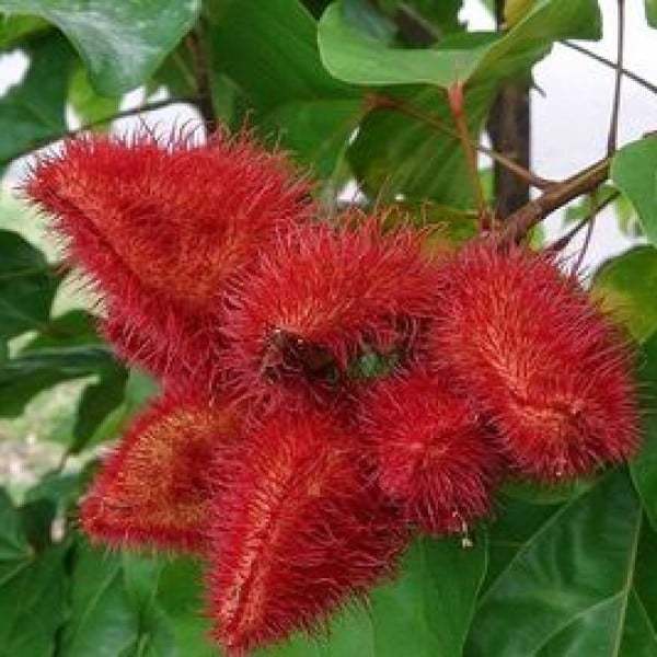 Jual Bibit Unggul Tanaman Kesumba Keling (Achiote) Bibit Jual Bibit Unggul Tanaman Kesumba Keling (Achiote) Bibit