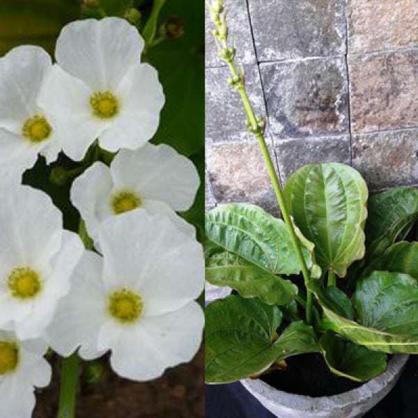 jual bibit unggul tanaman melati air mexican sword plant bibit jual bibit unggul tanaman melati air mexican sword plant bibit