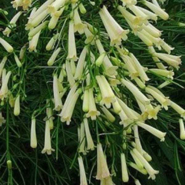 jual bibit unggul tanaman air mancur putih white jual bibit unggul tanaman air mancur putih white