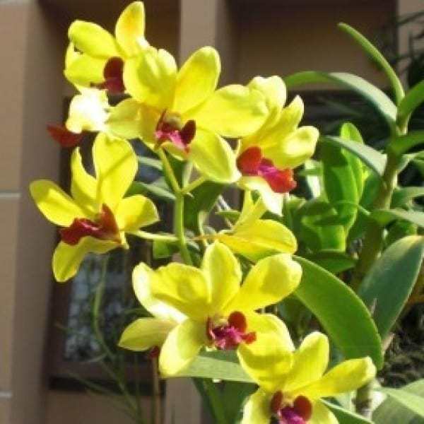 jual bibit unggul tanaman anggrek golden shower bibit jual bibit unggul tanaman anggrek golden shower bibit
