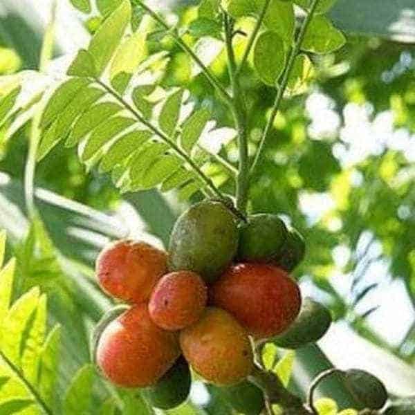 jual bibit unggul tanaman kedondong merah ambarella jual bibit unggul tanaman kedondong merah ambarella