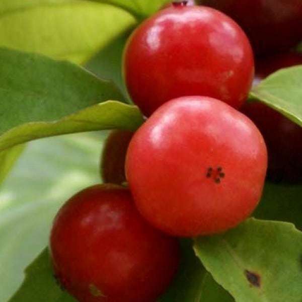 jual bibit unggul tanaman rukem indian plum bibit jual bibit unggul tanaman rukem indian plum bibit
