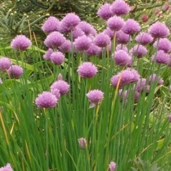 jual bibit unggul tanaman chives kucai eropa bibit jual bibit unggul tanaman chives kucai eropa bibit