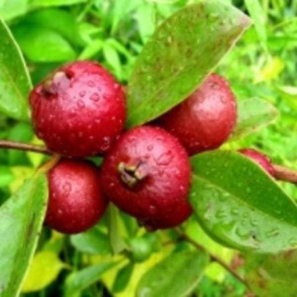 jual bibit unggul tanaman strawberry guava jambu leci bibit jual bibit unggul tanaman strawberry guava jambu leci bibit