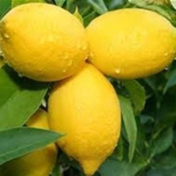 jual bibit unggul tanaman jeruk lemon impor bibit jual bibit unggul tanaman jeruk lemon impor bibit