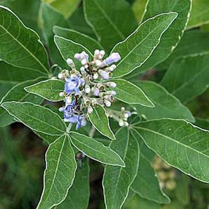 Jual Bibit Unggul Daun Jinten  Bibit Online