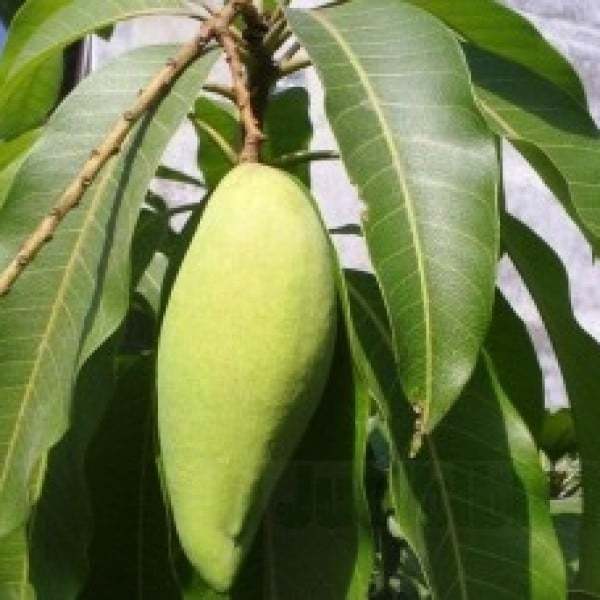 Jual Bibit Unggul Tanaman Mangga Okyong - Bibit Online