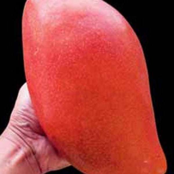 jual bibit unggul tanaman mangga emperor bibit jual bibit unggul tanaman mangga emperor bibit