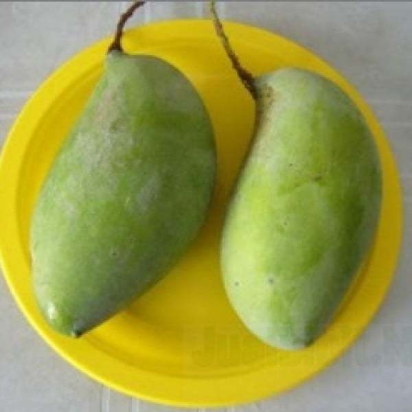 jual bibit unggul tanaman mangga sala bibit jual bibit unggul tanaman mangga sala bibit