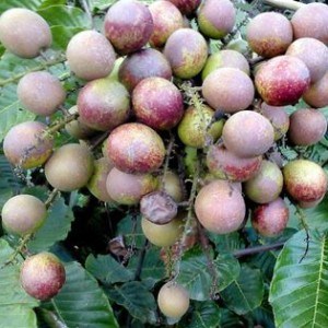 Jual Bibit Unggul Tanaman Buah Buni Bignay Fruit  Bibit Online