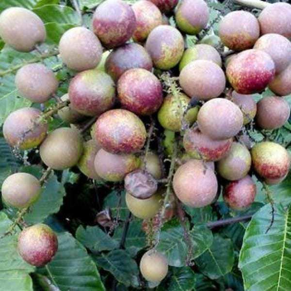 Jual Bibit Unggul Tanaman Matoa Island Lychee Bibit Online