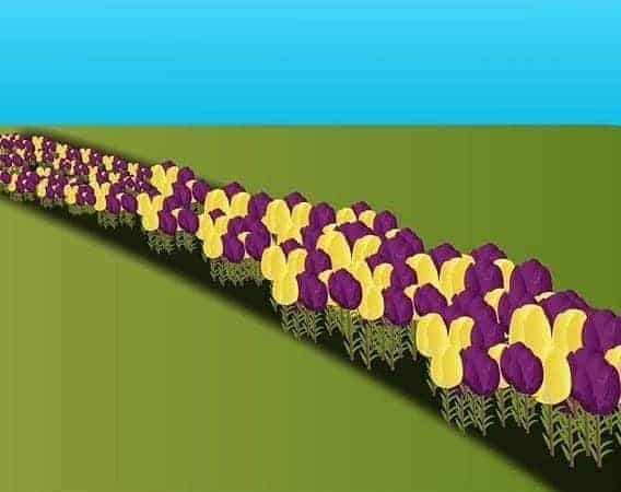 Cara Menanam Bunga Dahlia