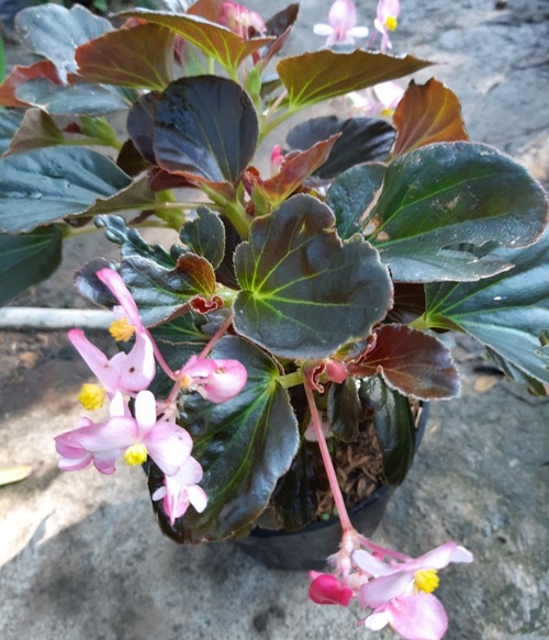 Jual Tanaman Begonia  Pink Flower Bibit  Online