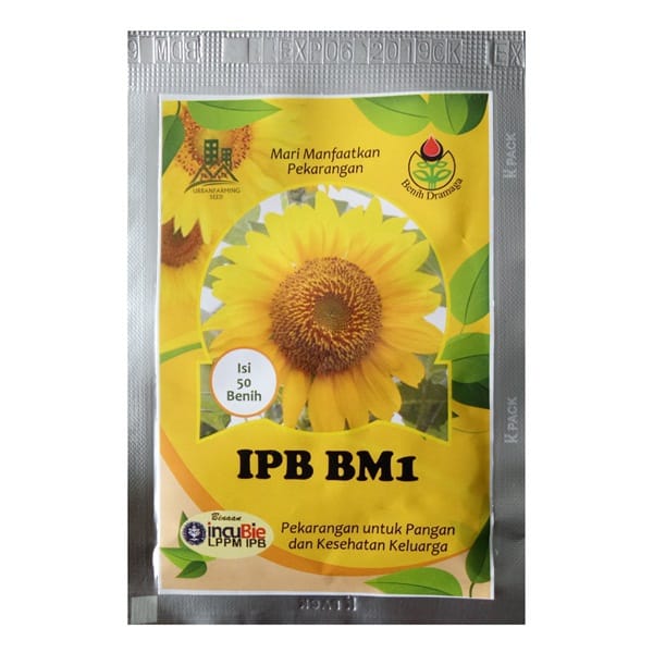 Jual Benih  Bunga  Matahari  IPB BM1 50 Biji Dramaga 