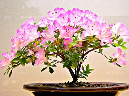Bonsai Terindah Bonsai Bunga Azalea Bibit Online