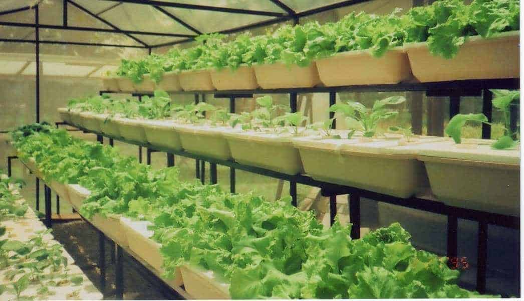 Budidaya Sayuran Organik di Polybag | Bibit Online