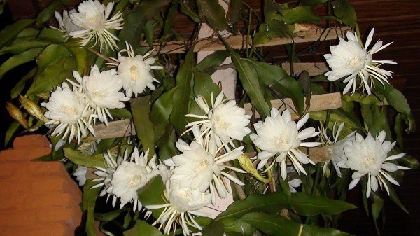 Bagaimana cara menanam bunga  Wijaya  Kusuma  Bibit Online