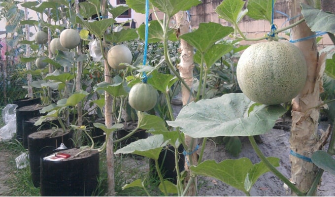  Cara  Menanam Melon Dalam Polybag  di Halaman Rumah Bibit 