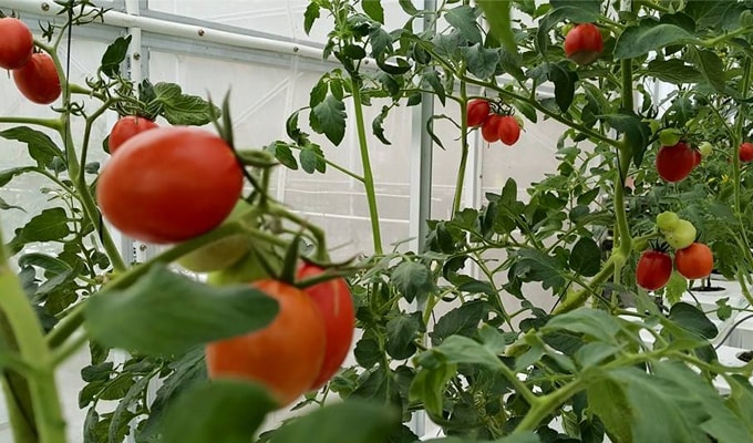 Cara Menanam Tomat Hidroponik Dalam Polybag 7 Tahapan Bibit Online