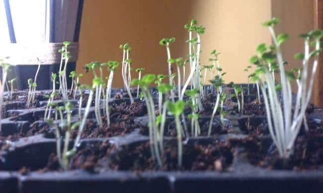 Cara Menyemai Bibit Paprika