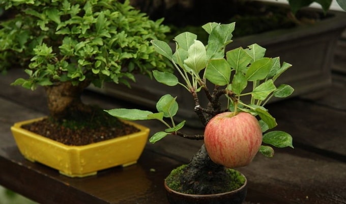 9 Cara Merawat Tanaman Bonsai Sebagai Pohon Hias Bibit Online
