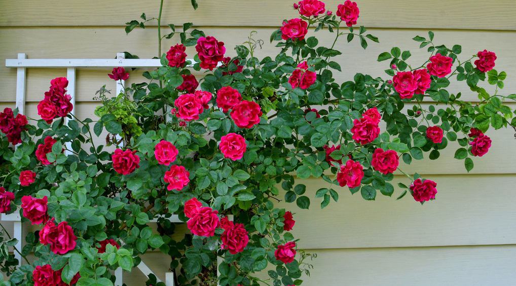 Cara Menanam dan Merawat Bunga Mawar Rambat Climbing Rose 