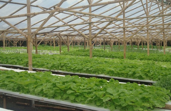 Green House Hidroponik Murah