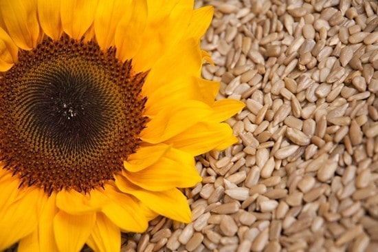 Bunga Matahari Berasal Dari / Bunga Matahari Merah Bunga Matahari Meksiko 120 Biji Tithonia Rotundifolia Garden Seeds Market Bebas Biaya Kirim / Salah satu teknik pemuliaan tanaman yang digunakan untuk meningkatkan keragaman tanaman adalah melalui mutasi.