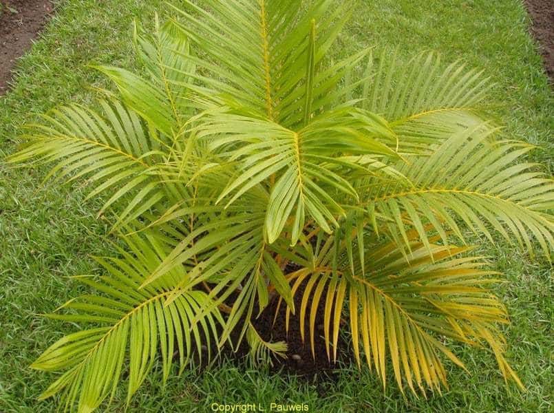 tanaman hias palem kuning