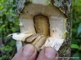 merangsang pohon mangga