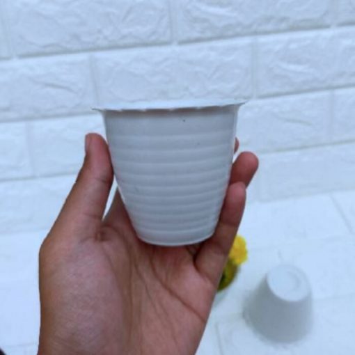 Jual Pot  Bunga  Tanaman Plastik Tawon  Putih  7 cm Bibit Online