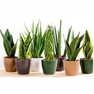 Jual Sansevieria Bibit  Online