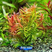 Jual Tanaman Aquascape Murah Lengkap Bibit Online