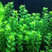 Jual Tanaman Aquascape Murah Lengkap Bibit Online