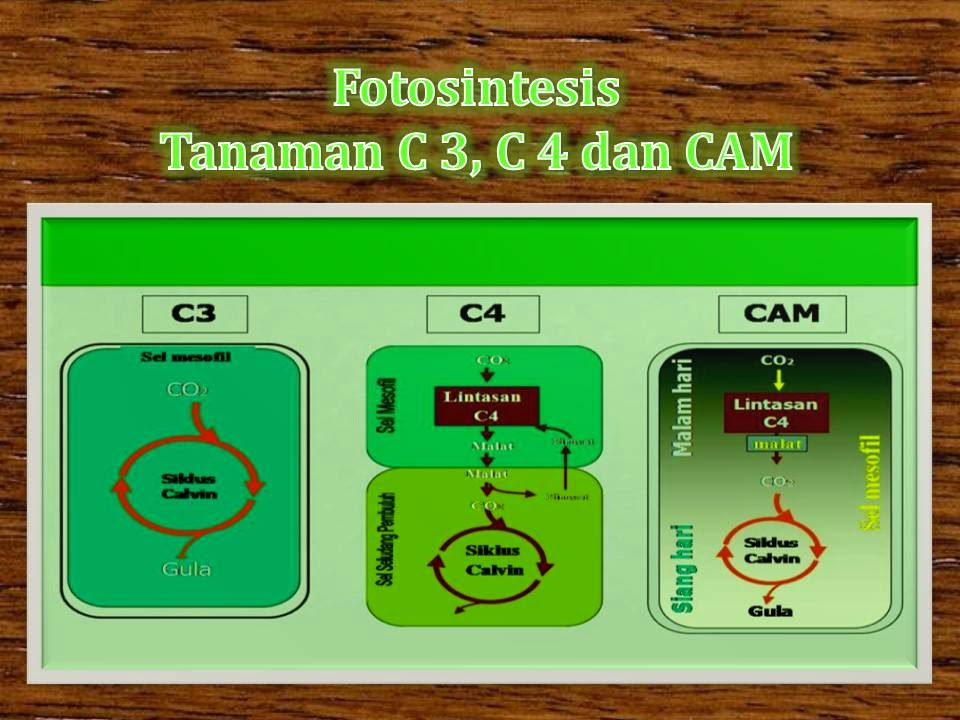 Perbedaan Proses Fotosintetis pada Tanaman C3, C4 dan CAM | Bibit Online