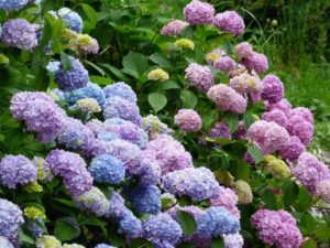30 Tanaman Hias Bunga Terindah Yang Mempercantik Rumahmu Bibit Online