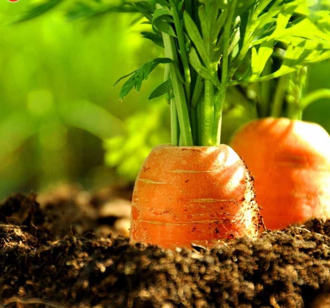 Soal Dan Jawaban Budidaya  Tanaman  Sayuran  Berbagi Tanam