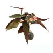 Tanaman Begonia Choco Red Shield