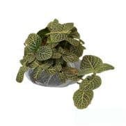 Tanaman Green Paper Leaf