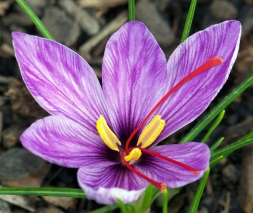 Manfaat Tanaman Hias Bunga Saffron Penghias Dan Rempah Bibit Online