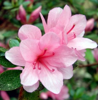 jual benih bibit tanaman bunga azalea lengkap murah jual benih bibit tanaman bunga azalea lengkap murah