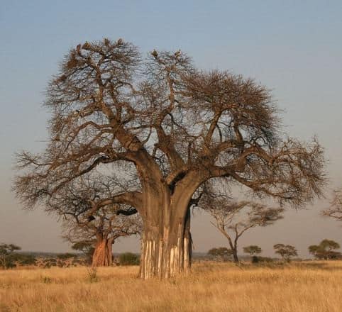 Benih Baobab Adansonia Digitata jual benih baobab adansonia digitata 5 biji non retail Benih Baobab Adansonia Digitata jual benih baobab adansonia digitata 5 biji non retail