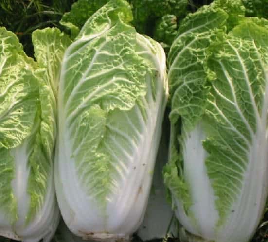 Jual Benih Sawi Putih Chinese Cabbage 100 Biji Non 