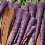 Benih Wortel Purple Haze F1 35 Biji – Non Retail