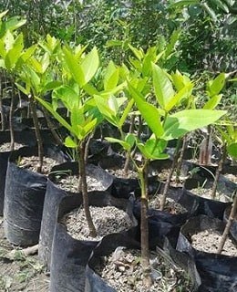 Bibit Jambu air Citra