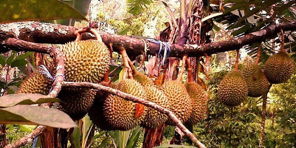 Tanya Jawab Tentang Bibit Durian Harga Dan Cara Menanam Durian Bibit Online