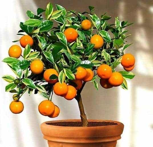 tanaman hias buah jeruk kalamondin